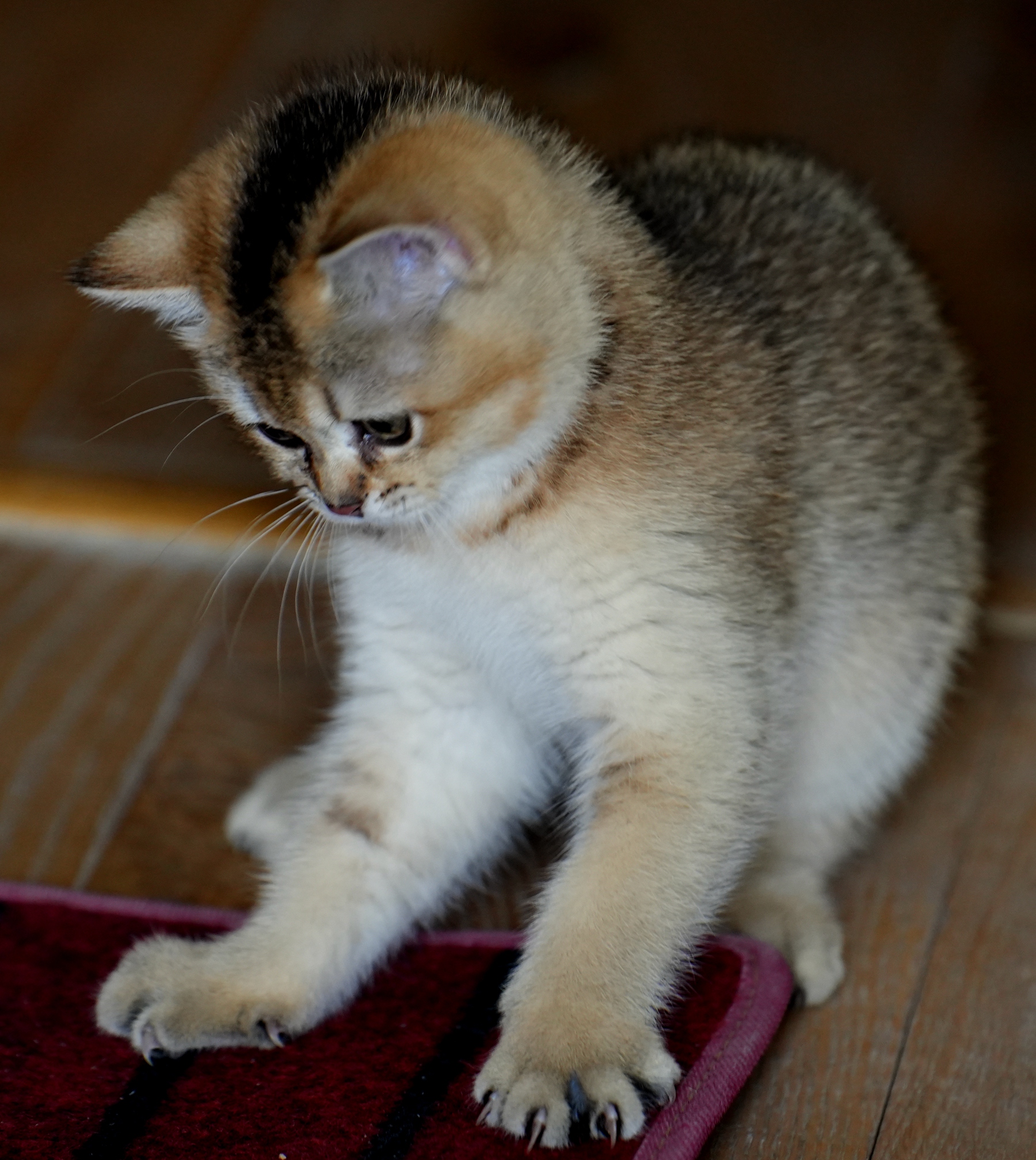 DSC03669_副本.jpg