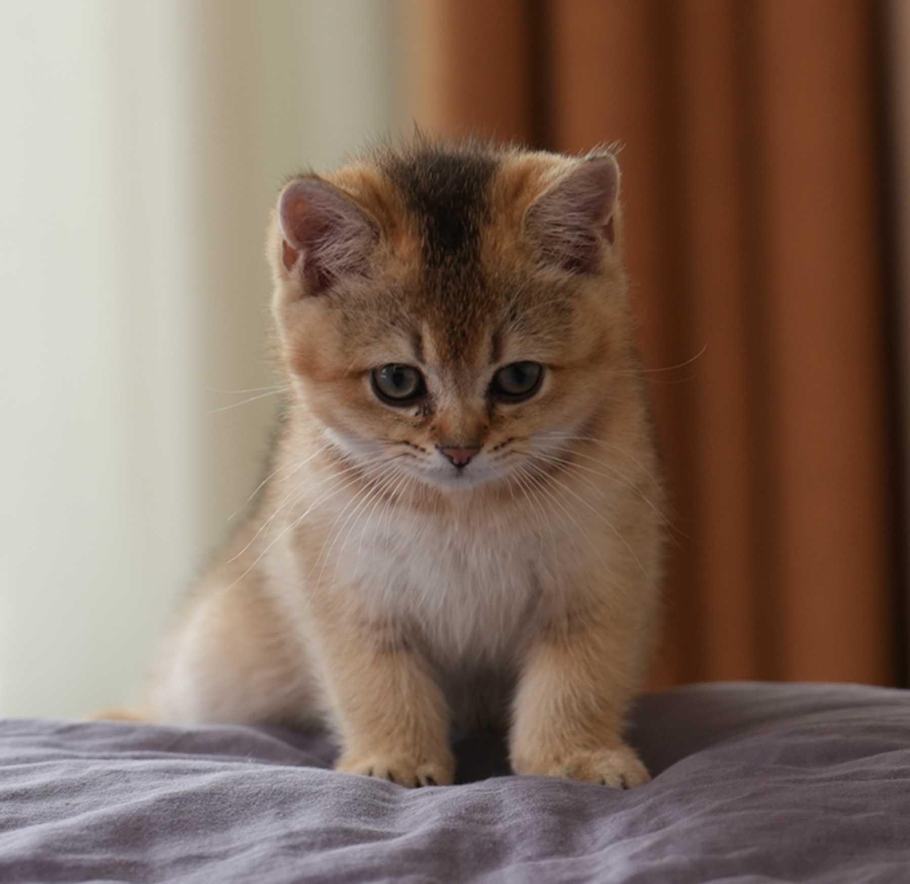 DSC03729_副本.jpg