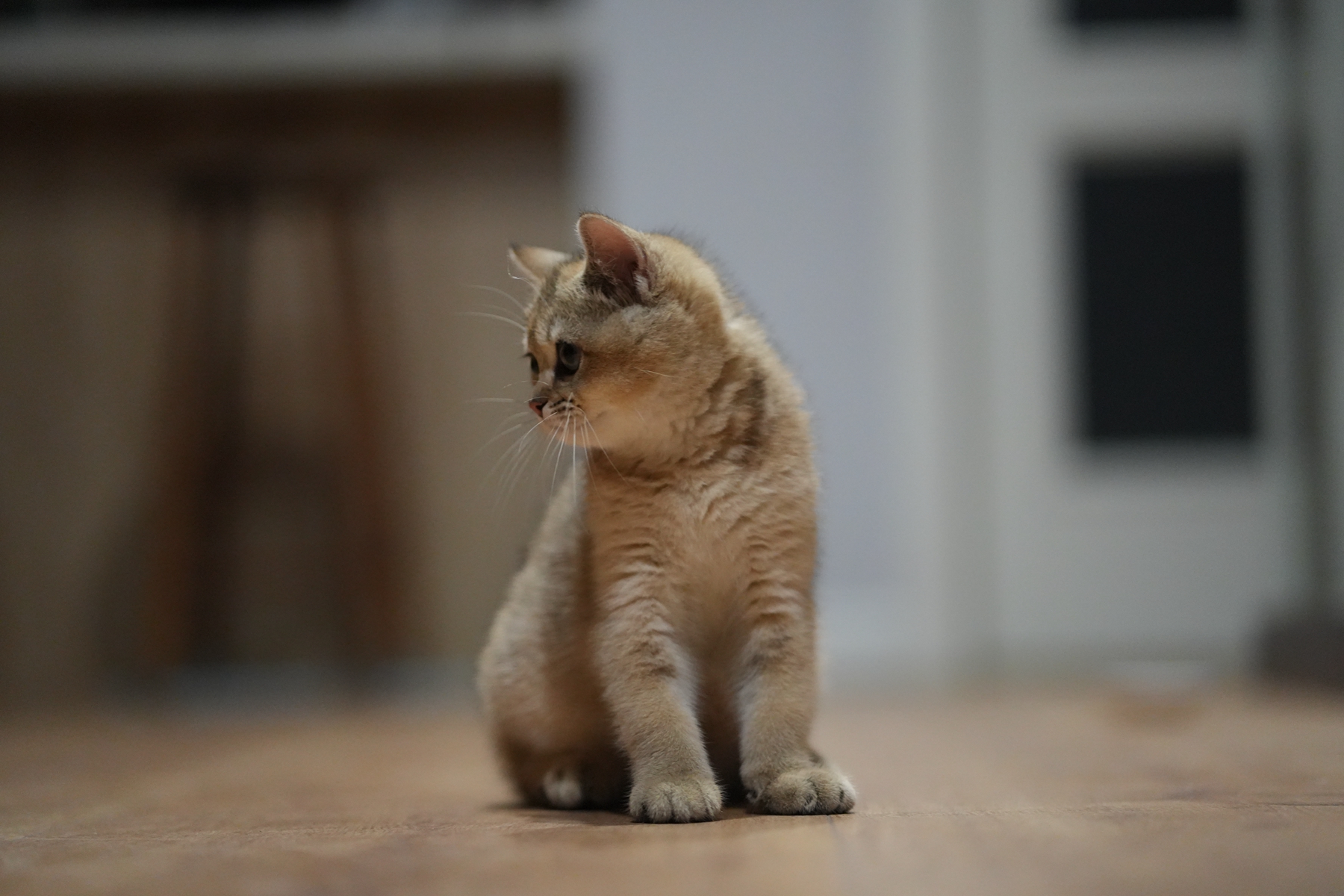 DSC03858_副本.jpg