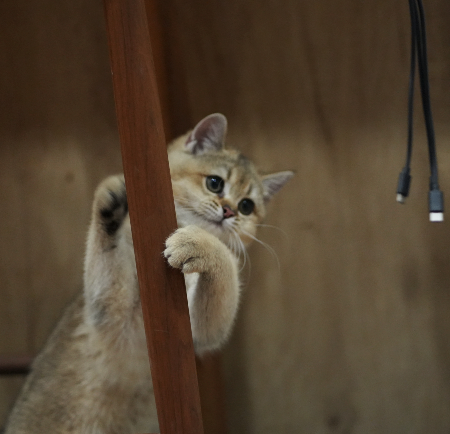 DSC03900_副本.jpg
