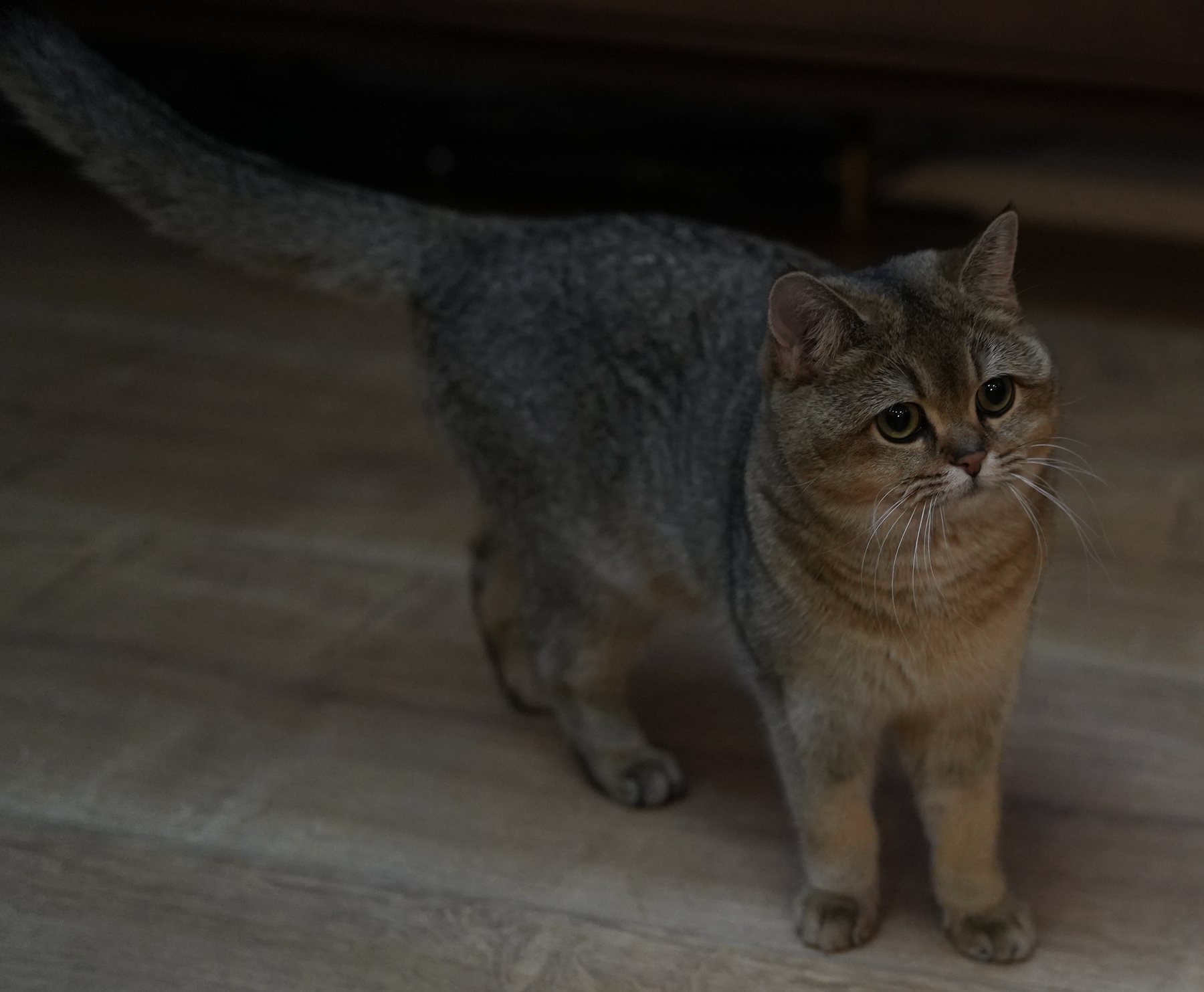 DSC09962_副本.jpg