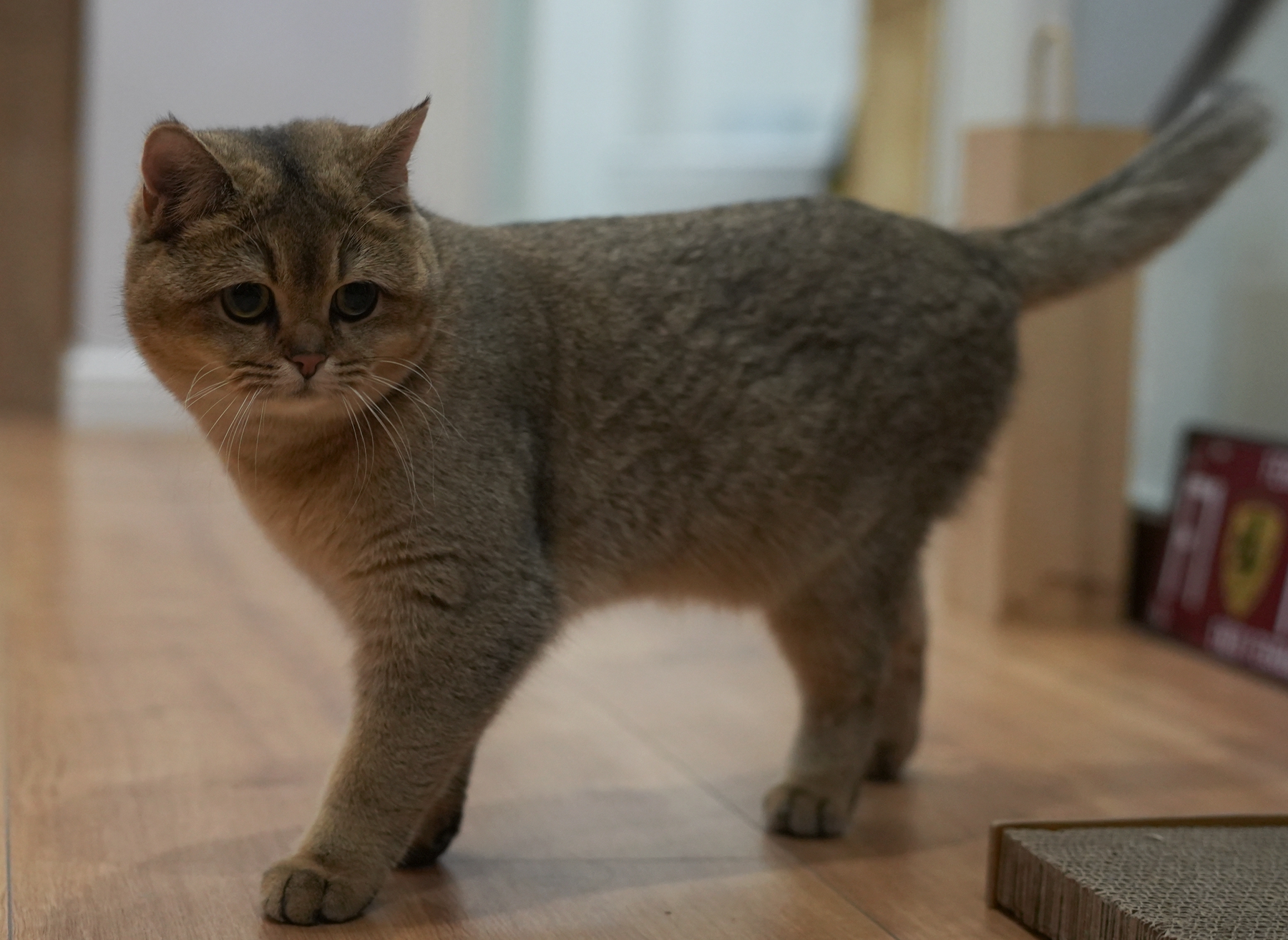 DSC09976_副本.jpg